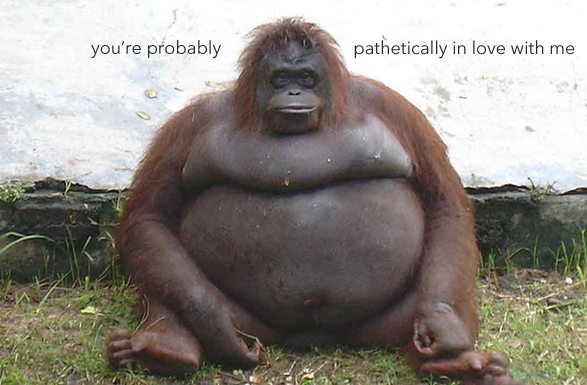 probably in love copia